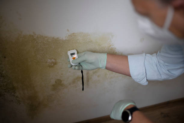 Professional Mold Removal in Denison, TX