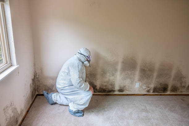 Best Toxic Mold Removal  in Denison, TX